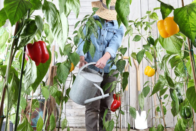 妇女工作在有喷壶的在色的甜椒豪华的植物中间，增长的庄稼菜园里健康